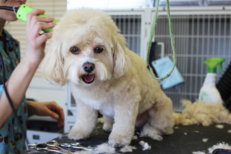 veterinaire-ROQUEBRUNE SUR ARGENS-min_white_dog_grooming_pet_pet_grooming_salon_groomer_fur-678977